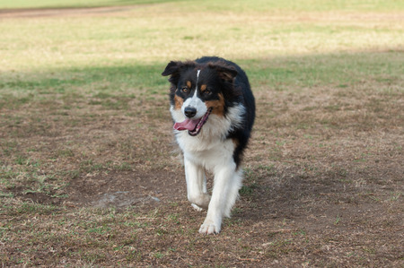 Australian Shepard walking with happy expression.の写真素材