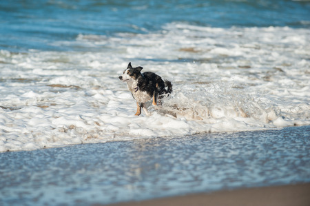 Energetic black and white Australian Shepard dog splashing through the beach surf.の写真素材