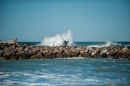 Adventurous surfer walking out on rock jetty as waves crash against it to avoid paddling out to the...