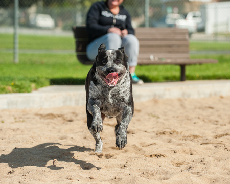Mixed breed pit bull dog galloping across the sand at the park.の写真素材