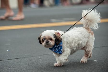 Patriotic Toy Poodle dog walking on street parade with stars bandanna around neck.の写真素材