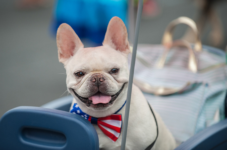 Patriotic French Bulldog smiling with stars and stripes bow tie around neck.の写真素材
