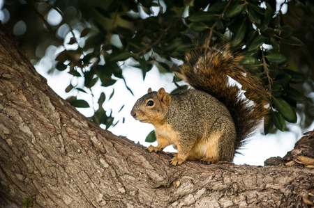 Furry squirrel perched in a tree being cautious while foraging for winter food.の写真素材