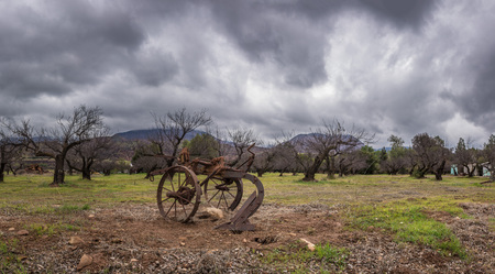 Vintage and rustic plow trailer in foreground of tree orchard in winter under blustery rain clouds.の写真素材