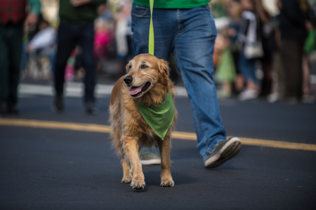 Happy Golden Retriever walking along Saint Patrick Day parade route wearing green bandana around neck.の写真素材