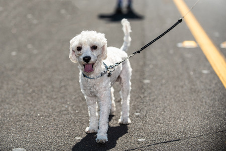 Small white Poodle standing in the street with his shadow and smile on face.の写真素材