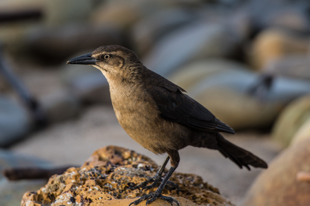 Female Great Tailed Grackle bird perched on wet rock while looking in distance to left.の写真素材