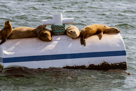 California Sea Lions sun bathing on top of a crowded buoy near Platform Gina in the Santa Barbara Channel of California, USA on January 26, 2019.の写真素材