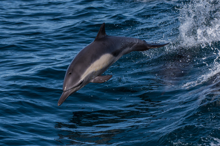 Energetic dolphin playfully jumping with full body completely out of water while swimming at top...