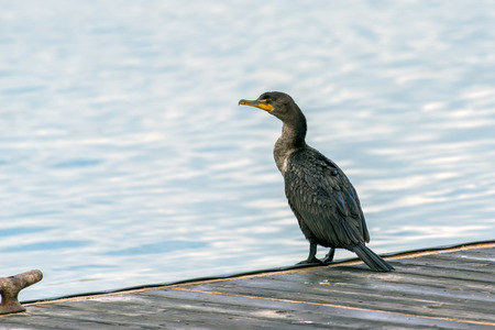 Double crested Cormorant marine bird perched on wooden dock along ocean surface while looking to...