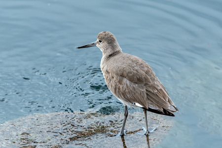 California Willet showing all grey color while foraging along the ocean shore in winter.の写真素材