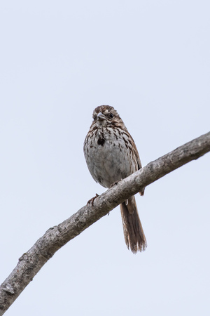 Alert Baird Sparrow perches on the highest branch of the tree for safety.の写真素材