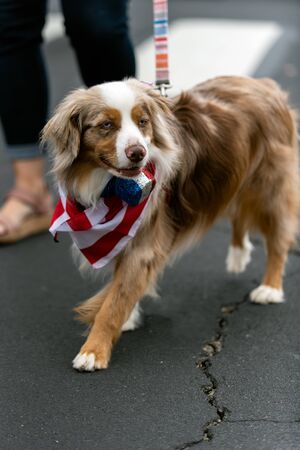 Patriotic Australian Shepard dog dressed in red white and blue bandana while celebrating 4th July holiday on city street.の写真素材