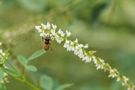 Honey Bee reaching into local flora with tongue to extract the pollen and spread during the summer months.の写真素材