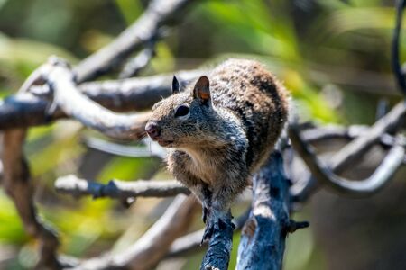 Furry ground squirrel looking off into the distance while climbing along dried branch of tree.