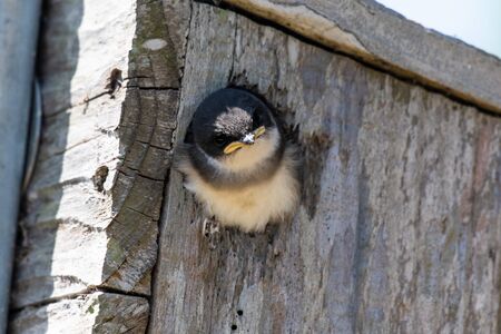 Tree Sparrow tiliting head in a curious pose while peeking out from the hole of birdhouse.