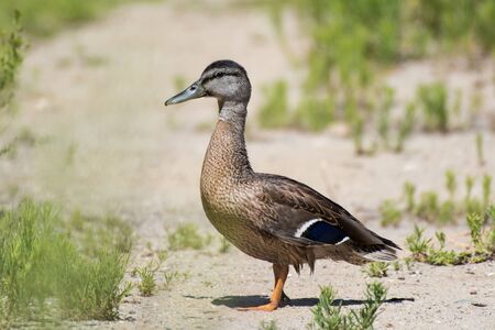 Teal Duck crossing the walking path on way to waters edge of estuary.の写真素材