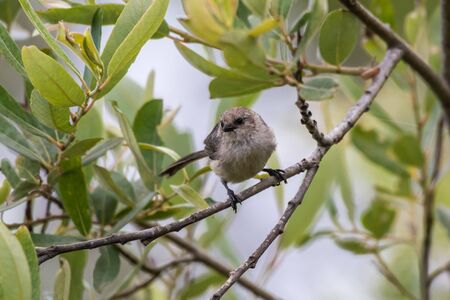 Adorable Buff Breasted Flycatcher bird perched on estuary branch while foraging through the trees.の写真素材