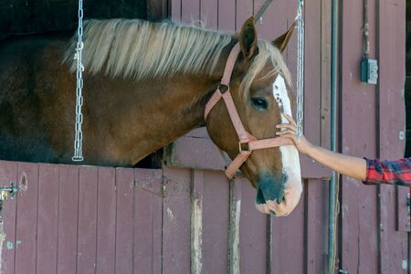 Head Chestnut horse is enjoying the human hand stroking his long and white forehead while looking...