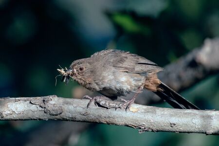 California Towhee bird biting down on cricket that was foraged for a morning meal.