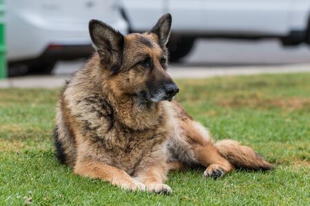 Old and mature German Shepard dog taking a rest by lying on the grass at the park.の写真素材