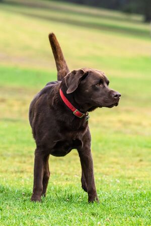 Chocolate Labrador dog standing alert in grass at park with attention and eyes to right.の写真素材