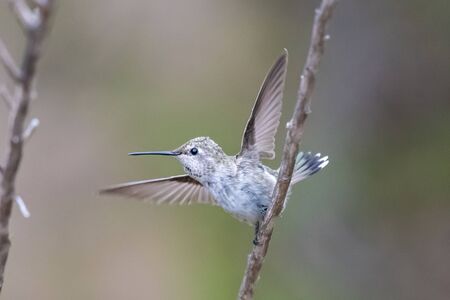 Baby Anna's Hummingbird fluttering wings to leave the safety of the tree branch perch.