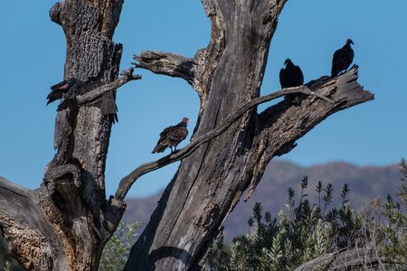 Turkey Vultures perched on large tree branches soaking up Autumn heat durnig morning hours.