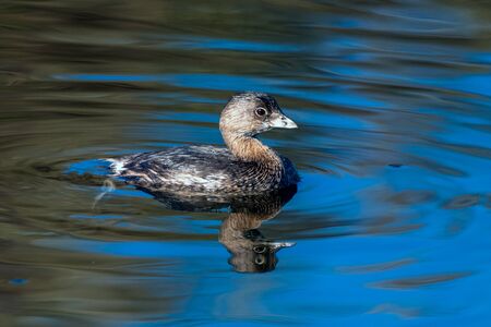 Southern California Seagulls Pied Billed Grebe swims across the smooth pond surface while searching...