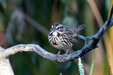 Small Baird Sparrow perched on tree branch soaking up some of the early morning sunlight shinging...