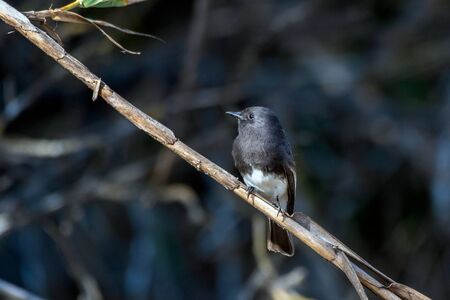 Cute Black Phoebe bird clings tightly to the vegetation perch while remaining alert to danger and looking to left.の写真素材