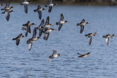 Flock of female Ruddy Ducks fly in formation over the estuary pond before settling in for a landing.の写真素材