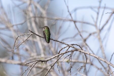 Watchful Rufus Hummingbird perches quietly on dried branch with attention turned to the left.の写真素材