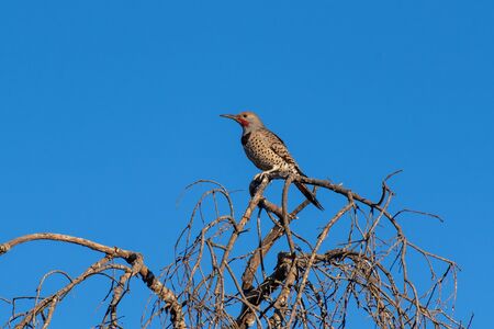 Northern Flicker Woodpecker perched on top of dried branch tree against autumn blue sky in Southern...
