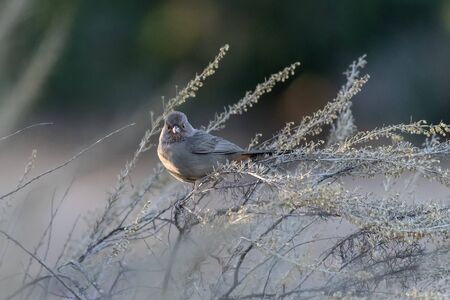 California Towhee peeking from the perch among the Ojai Preserve bush perch.の写真素材
