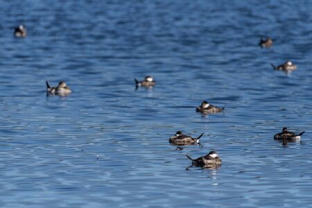 Group of sleeping Ruddy Ducks have heads safely tucked while floating together on pond water...
