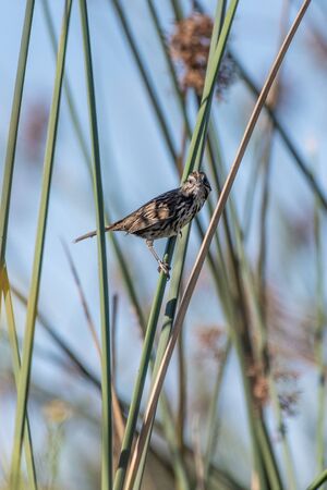 Curious Song Sparrow grasps his perch tightly while turning head to see through the vegetation.