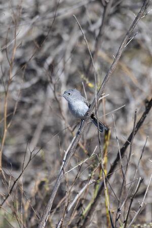 Tiny and adorable Blue Gray Gnatcatcher clings to the wildflower perch while peeking out into the vegetation.の写真素材