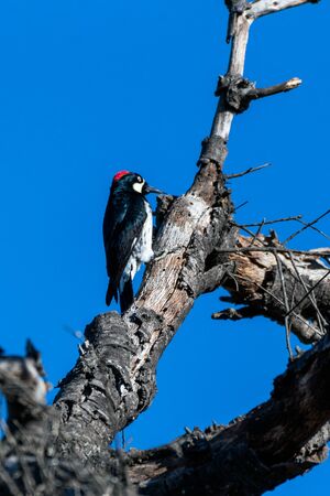 Hungry Acorn Woodpecker clings to dried tree trunk while pecking a hole in the wood to extract the...