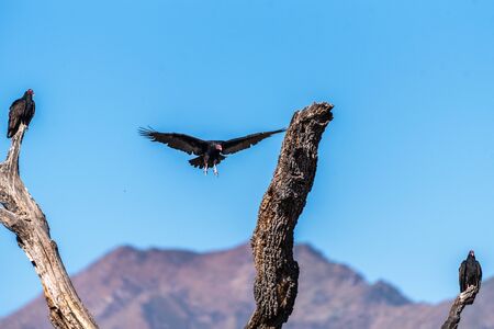 Incoming Turkey Vulture has huge wings spread wide while approaching the dried tree trunk top for a landing along with other birds.の写真素材