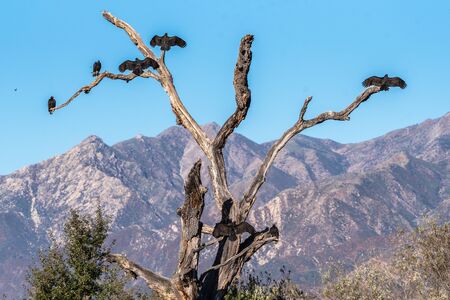 Group of huge Turkey Vulture birds all taking their own perch on a dried tree with wings spread to dry in morning sun.の写真素材