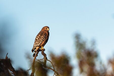 Fierce Red Shouldered Hawk rests atop dried branch perch with sharp claws while looking to the right...
