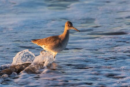 Western Willet wades through the shallow ocean water in search of a morning meal on the west coast...