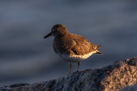 Ruddy Turnstone bird perched on a beach rock facing the left during an autumn morning of foraging...