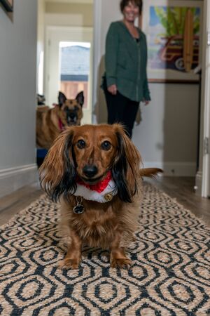 Cocoa, the youngest dog in the family, walks down the new hallway with Claire Jenks smiling in background on December 11, 2019 in Ventura, California, USA.のeditorial素材