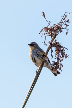 Watchful Female Pine Warbler perched against blue sky on bush branch with head looking to right for...