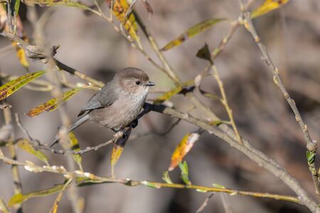 Watchful Male Bushtit with dark eyes perched on bush branch looking to left for danger.の写真素材