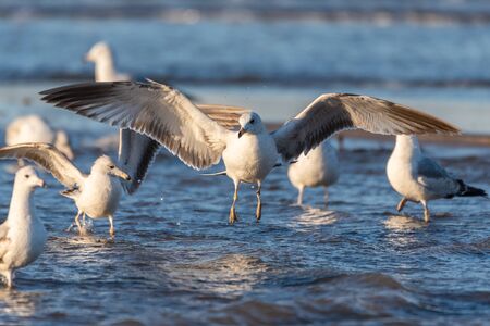 Large flock of seagulls wading in shallow ocean water part as larger bird descends with wide wing...