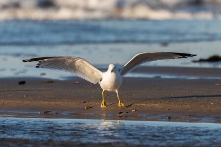 White seagull delicately lands on the waters edge sand and a low tide.