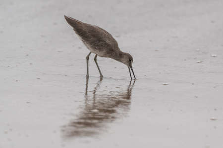 Instincts take over for marine Willet bird with beak plunged into the wet sand in hopes of grasping a tasty morsal of food.の写真素材